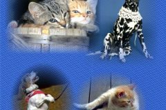 Pet Friendly Carpet Cleaning VA