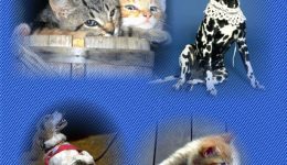 Pet Friendly Carpet Cleaning VA