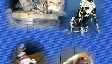 pet-friendly-carpet-cleaning-VA Pet Friendly Carpet Cleaning VA