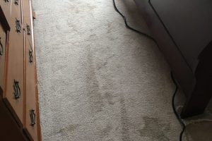 Carpet Cleaning VA Cleaned Alexandria